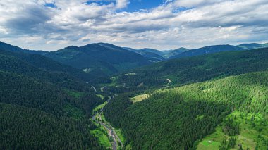 Arka planda güzel çam ağaçları yüksek dağlarda.