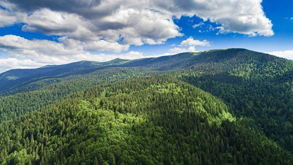 Prachtige dennenbomen op de achtergrond hoge bergen. — Stockfoto