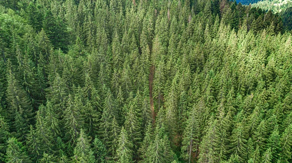 Floresta de montanha de abeto de uma visão de olho de pássaros. Foto do drone. — Fotografia de Stock