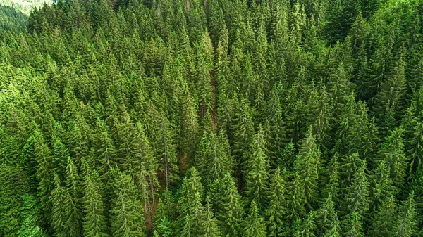 Abete foresta di montagna da una vista a volo d'uccello. Foto dal drone. — Foto Stock