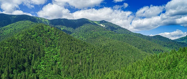 Prachtige dennenbomen op de achtergrond hoge bergen. — Stockfoto