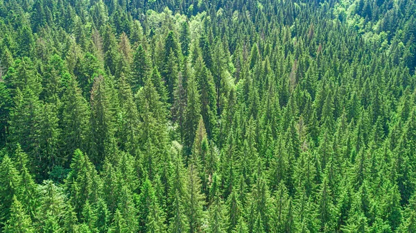 Spruce mountain forest from a birds eye view. Photo from the drone. — Stock Photo, Image
