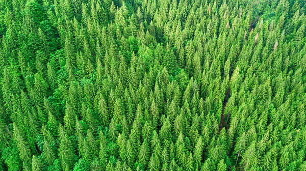 Kuş bakışı bakışıyla Ladin dağ ormanı. İHA 'dan fotoğraf..