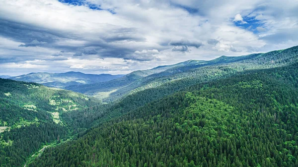 Schöne Kiefern auf hohen Bergen im Hintergrund. — Stockfoto