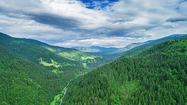 Krásné borovice na pozadí vysokých hor. — Stock fotografie