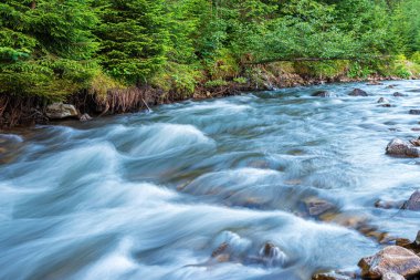 Ormanın arka planında bir dağ nehri.