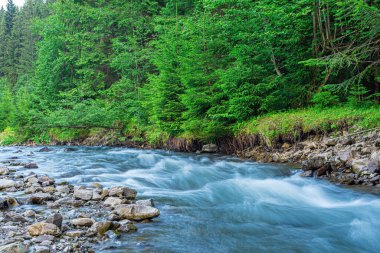 Ormanın arka planında bir dağ nehri.