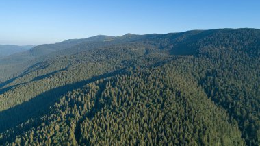 Arka planda güzel çam ağaçları yüksek dağlarda.