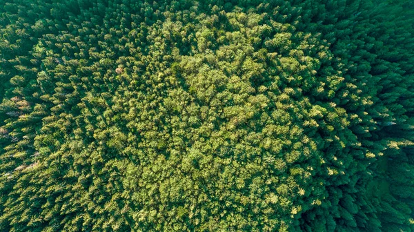 Ель горный лес с высоты птичьего полета. Фото с дрона. — стоковое фото