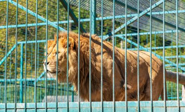 Hayvanat bahçesi kafesinde aslan.