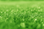 Tráva a bokeh efekt. Zelená tráva jako abstraktní pozadí.