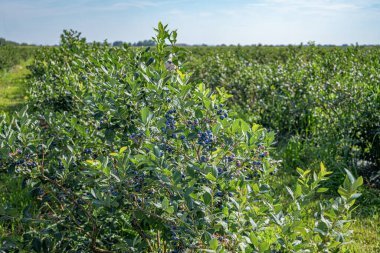 Yazın güneşli bir meyve bahçesinde yetişen olgun yaban mersinlerinin yakın çekimi..