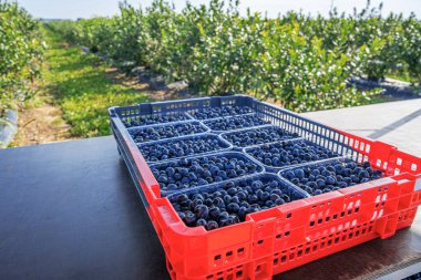 Yaz hasadı sırasında bir tarlada plastik kaplara doldurulmuş taze toplanmış yabanmersini..