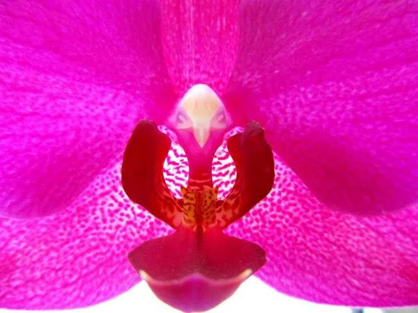 Różowy Kwiat Orchidei Jest Symbol Piękna Tkliwość Sekret — Zdjęcie stockowe