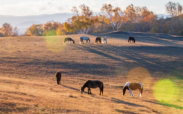Koni Pasących Się Jesienny Użytków Zielonych Mongolii Wewnętrznej — Zdjęcie stockowe