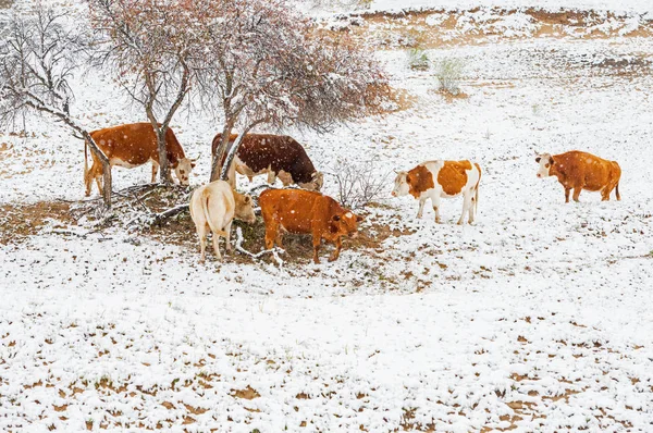 Vacas Pastando Colinas Nevadas Mongólia Interior — Fotografia de Stock