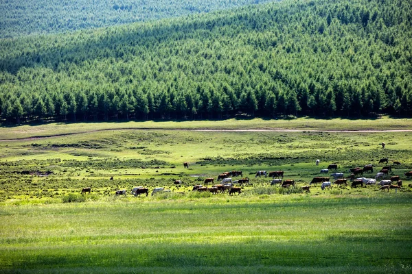 Tehenek Legeltetése Zöld Legelőn Vidéki Festői Dombok Közelében — Stock Fotó