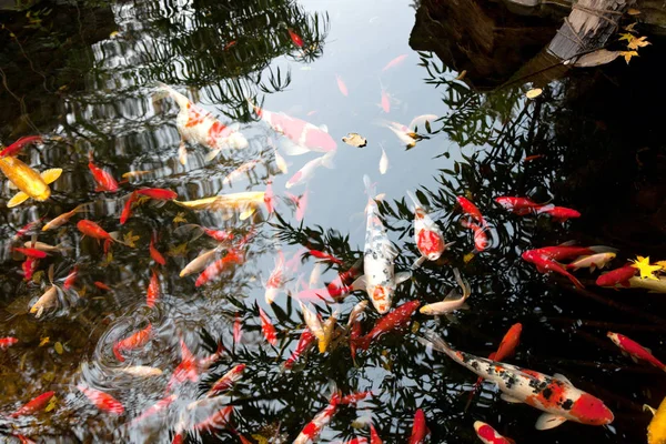 연못의 잔잔한 물에서 수영하는 금붕어의 클로즈업 — 스톡 사진