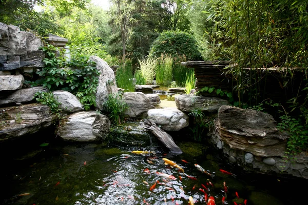 穏やかな庭の池で泳ぐ美しい金魚 — ストック写真