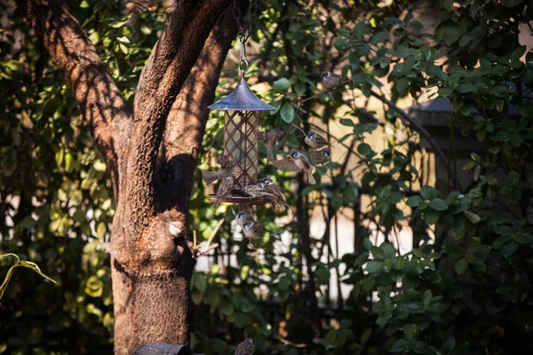 Pássaros Forrageando Pendurada Casa Pássaros Jardim Formal — Fotografia de Stock