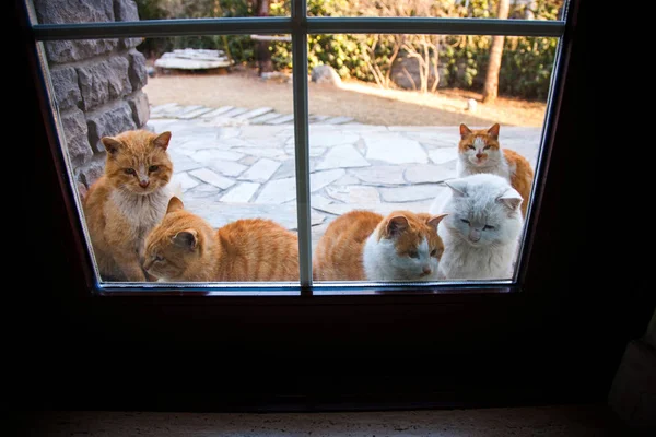 Vista Attraverso Porta Vetro Adorabili Gatti Rossi Bianchi Soffici — Foto Stock