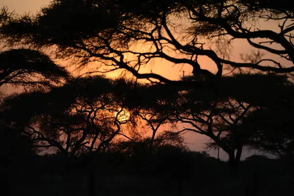 Traumhafte Sonnenuntergangslandschaft Mit Bäumen Kenia Afrika — Stockfoto