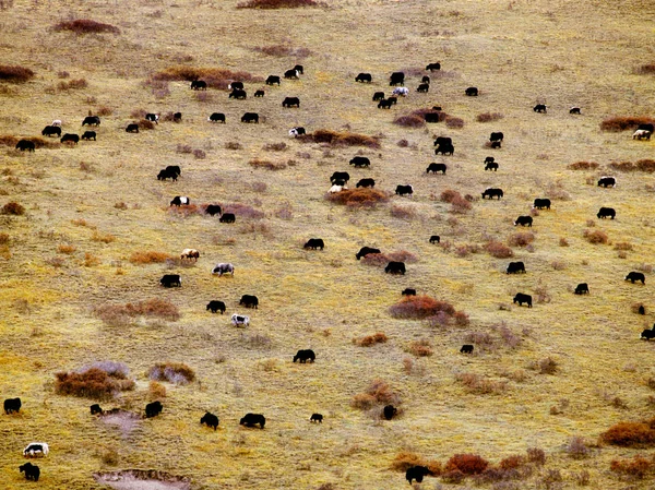 Vue Aérienne Des Vaches Sur Les Pâturages Comté Aba Sichuan — Photo