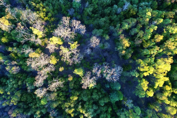 Luftaufnahme Schöner Hoher Bäume Wald Bei Tag — Stockfoto