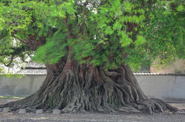 Wielkie Drzewo Korzeniami Zielonymi Liśćmi Rosnącymi Ulicy Słoneczny Dzień — Zdjęcie stockowe