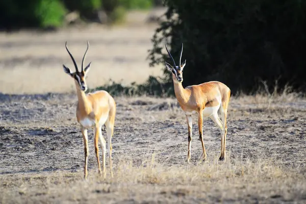 Beautiful Antelopes Grassy Meadow Masai Mara National Reserve Africa — Stock Photo, Image