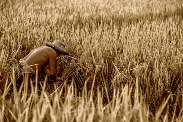 El granjero está en el campo de arroz — Foto de Stock