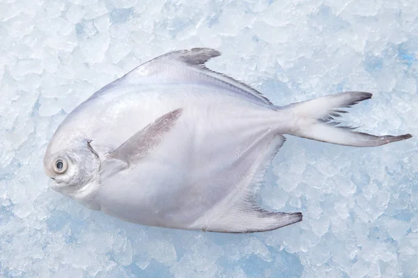 Draufsicht Auf Frischen Rohen Fisch Auf Eis — Stockfoto