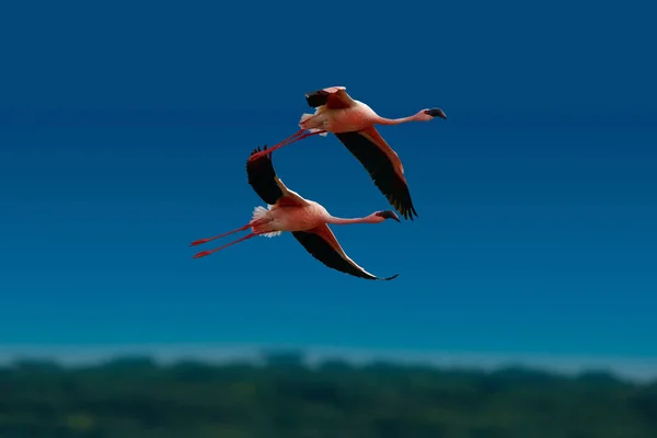 Smukke Lyserøde Flamingoer Dyreliv Masai Mara National Reserve Afrika - Stock-foto