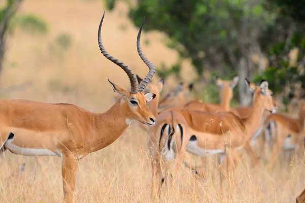 Schöne Braune Impalas Die Auf Einer Wiese Masai Mara Nationalpark — Stockfoto