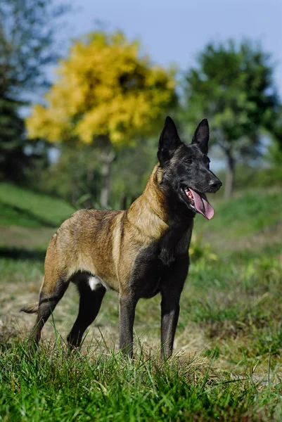 德国牧羊犬在公园里 — 图库照片