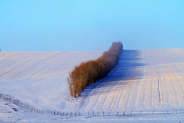Красивая Зимняя Сцена Гулун Буире Внутренняя Монголия — стоковое фото