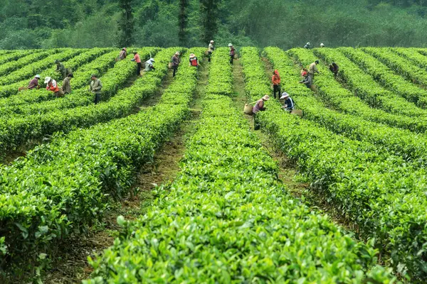 Qingyuan Şehri, Yingde Eyaleti, Guangdong Eyaleti, çay bahçesi. — Stok fotoğraf