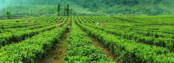 Інгде-Сіті, провінція Гуандун, в чайному саду. — стокове фото