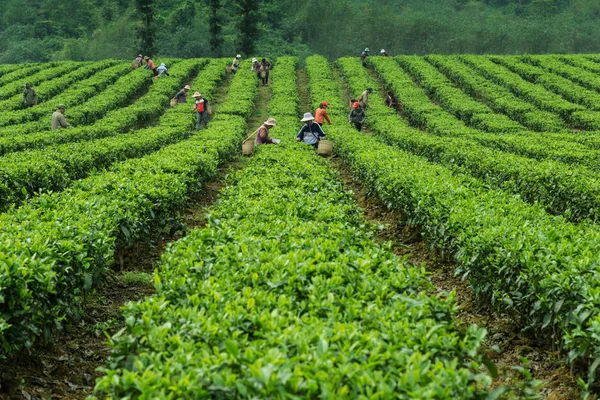 Ciudad de Yingde, provincia de Guangdong, en el jardín del té — Foto de Stock