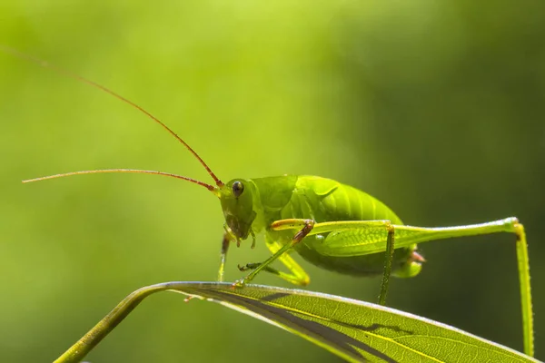 Nahaufnahme Der Schönen Grünen Langhörnchen Heuschrecke Auf Blatt — Stockfoto