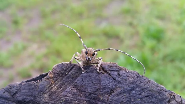 Makro av bugg — Stockfoto