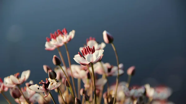 Delicadas flores con fondo de agua del lago — Foto de Stock