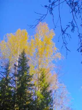 renkli yeşillik ağaçların mavi gökyüzü