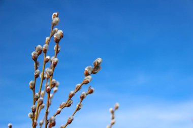 Paskalya'da mavi bahar gökyüzü karşı tomurcukları ile söğüt dalları
