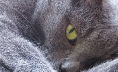 Yeşil kedi göz Gri kedi tembel görünüyor