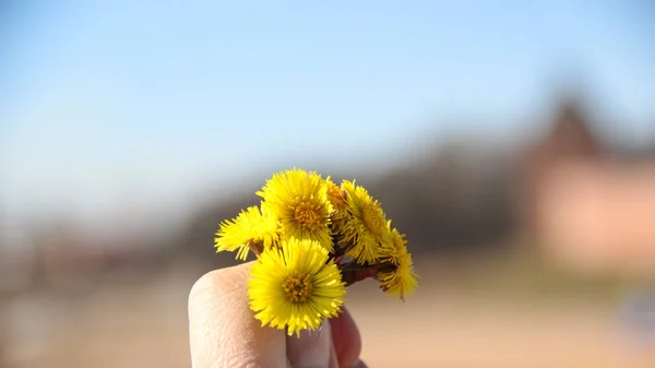 Ręka z żółtym kwiaty w tle otwartej przestrzeni — Zdjęcie stockowe