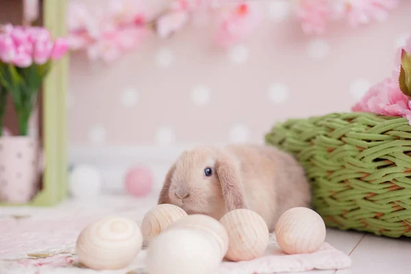 Lindo conejito de Pascua Fotos de stock libres de derechos