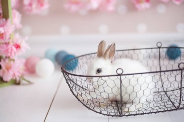 küçük tavşan sepet içinde