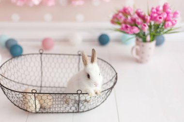 Sepette beyaz tavşan