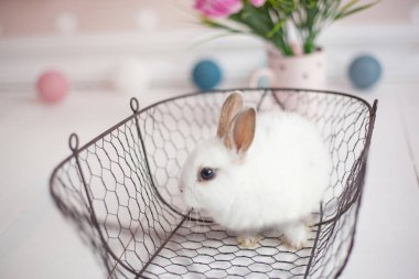 Beyaz Paskalya tavşanı